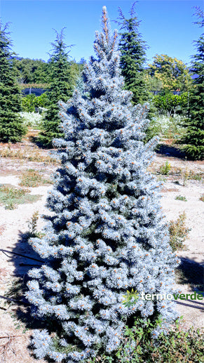 Abete Kosteriana Blu INNESTATO - 1,5 m
