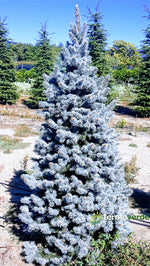 Abete Kosteriana Blu INNESTATO - 2,2 m