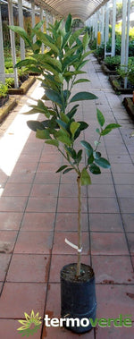 Albero arancio Tarocco Gallo, spedizione Express