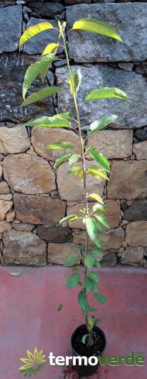 Albero ciliegio Amarena, spedizione Express