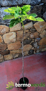 Albero fico Brigiotto nero, spedizione Express