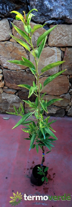Albero mandorlo Fascionello, spedizione Express