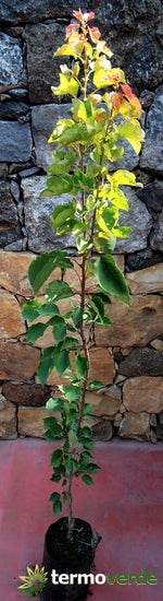 Albero pero William rosso, spedizione Express
