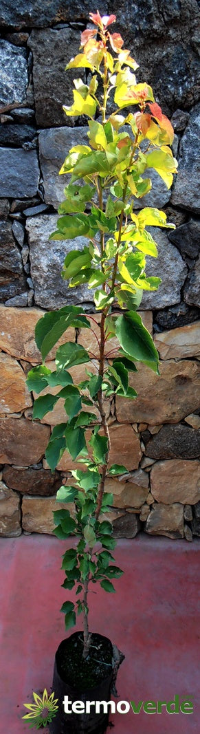 Albero pero William rosso, spedizione Express