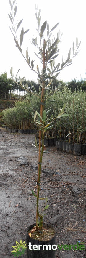 Albero ulivo Carolea, spedizione Express