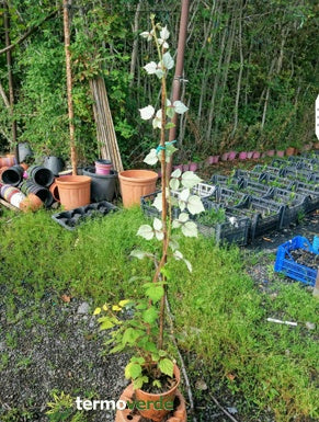 Pianta frutti di bosco Lampone, spedizione Express