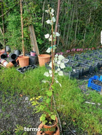 Pianta frutti di bosco Uva spina rossa, spedizione Express